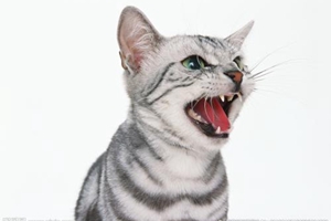 貓薄荷使用注意事項(xiàng)