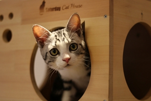 怎么給貓貓量體溫