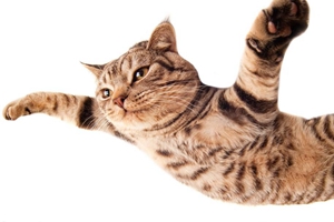 貓咪換牙齒應(yīng)注意什么