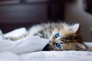 小貓喂奶需要注意什么