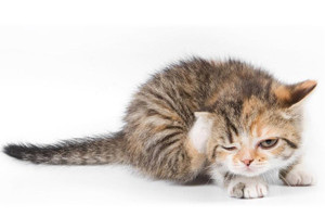 貓癬的癥狀有哪些