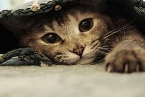 如何識(shí)別貓抓病癥狀