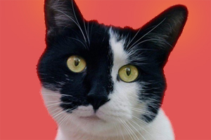 貓耳朵發(fā)熱怎么回事