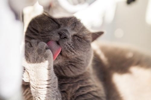 如何讓貓咪乖乖剪指甲