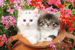 小貓咪怎么驅(qū)蟲