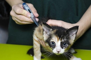 貓咪怎么量體溫