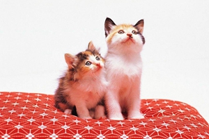 貓咪不肯吃藥怎么辦