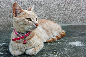 三個月小貓咪怎么養(yǎng)