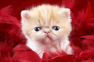 貓咪要如何護(hù)理