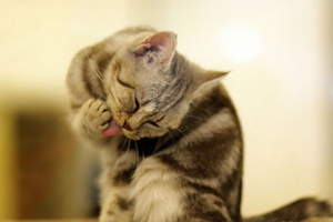 小貓喂奶注意什么