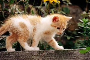 新生貓咪如何護(hù)理