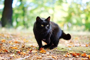 黑貓怎么養(yǎng)