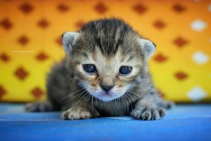 小貓打疫苗注意事項有哪些