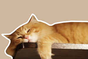 貓咪腎衰的癥狀有哪些