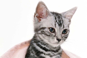 兩個(gè)月的貓貓?jiān)趺次桂B(yǎng)