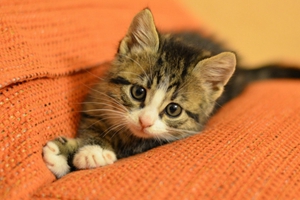 如何幫助貓咪生產(chǎn)