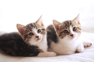 怎么能緩解小貓發(fā)情