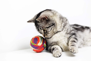 美國短毛貓要吃什么