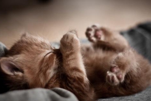 貓咪洗澡時很兇怎么辦