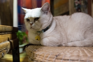 如何給貓咪量體溫