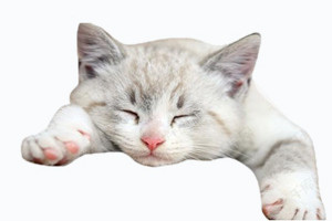 貓流口水是怎么回事