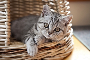 被貓咪抓傷怎么處理