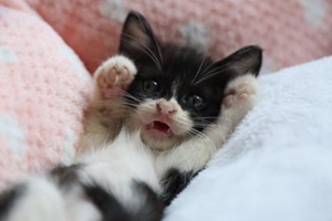 如何給中華田園貓洗澡