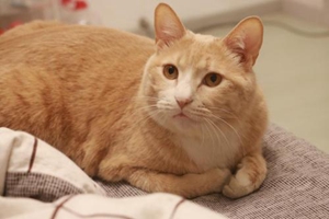 土貓怎么驅(qū)蟲