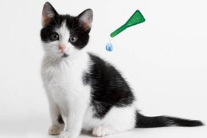 貓咪驅蟲要注意什么