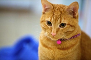 小貓生寶寶注意事項