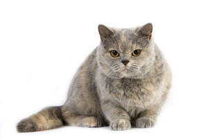 養(yǎng)英國短毛貓吃什么