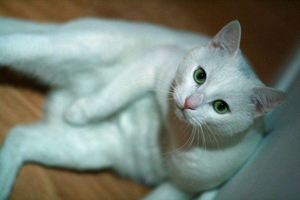 寵物貓?jiān)趺次跪?qū)蟲藥