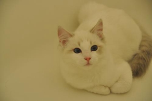 貓生小貓怎么幫助他