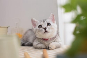 怎么樣讓小貓睡貓窩