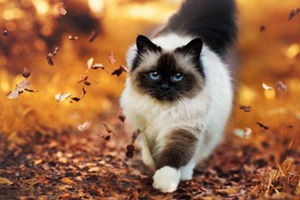 貓咪洗澡應(yīng)該注意什么