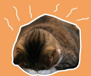 貓中暑了怎么辦