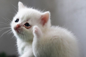 貓貓接生注意事項