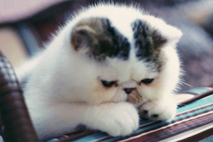 加菲貓咪懷孕注意事項