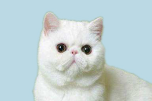 加菲貓的性格特點(diǎn)是什么