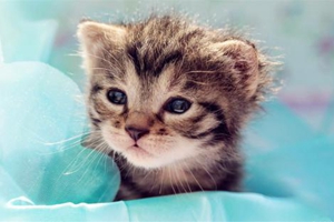 撿回來的小貓怎么處理