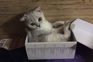 貓咪生寶寶后怎么照顧