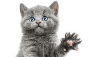 幼貓驅(qū)蟲怎么做