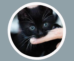 被貓咬了怎么辦