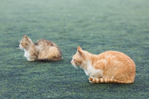 成年貓咪怎么分辨公母