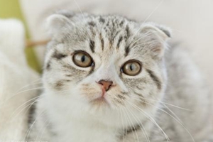 折耳貓應(yīng)該吃什么