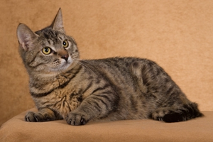 中華田園貓?jiān)趺醋兣? / data-TUsY=