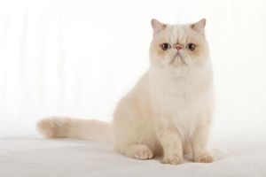 小貓帶回家一直叫怎么辦