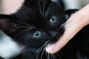 人被貓抓破了怎么辦