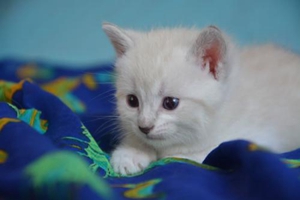 如何叫貓咪平靜