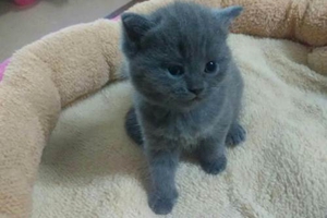 藍貓生小貓要注意什么